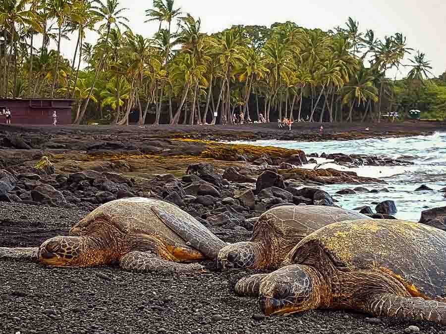 Punalu'u Black Sandy Beach