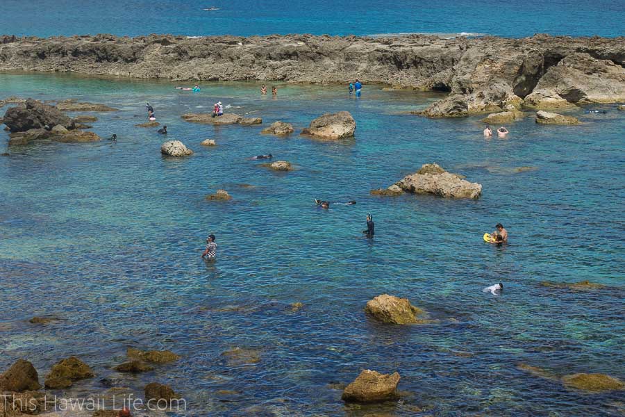 Enjoy some family friendly snorkeling at Sharks Cove