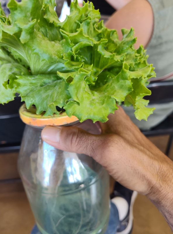 Hydroponics in Hawaii - grow your own food easily