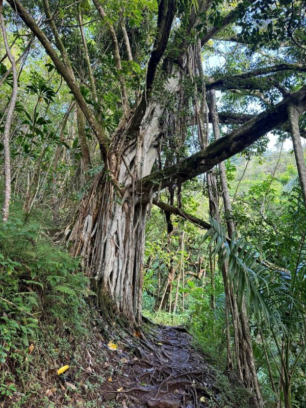 Makiki Valley Trail