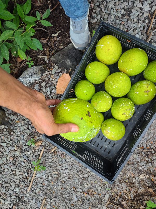 Donate locally in Hawaii