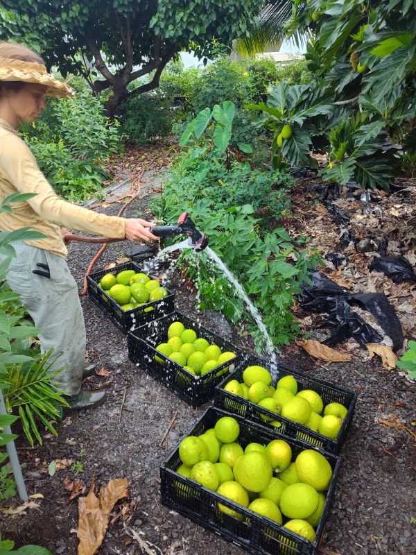Here's what to do to volunteer food harvesting