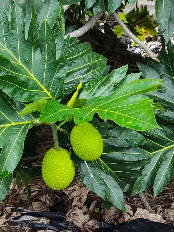 Harvesting various fruits and vegetables